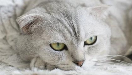 爱游戏官网-克罗地亚不敌对手，欧洲杯资格悬着，欧洲杯 克罗地亚