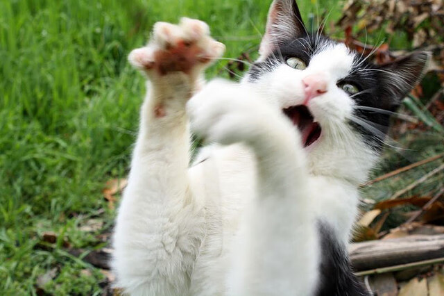 中国青少年篮球政策落实与效果评估,中国青少年篮球技能等级认证中心官网