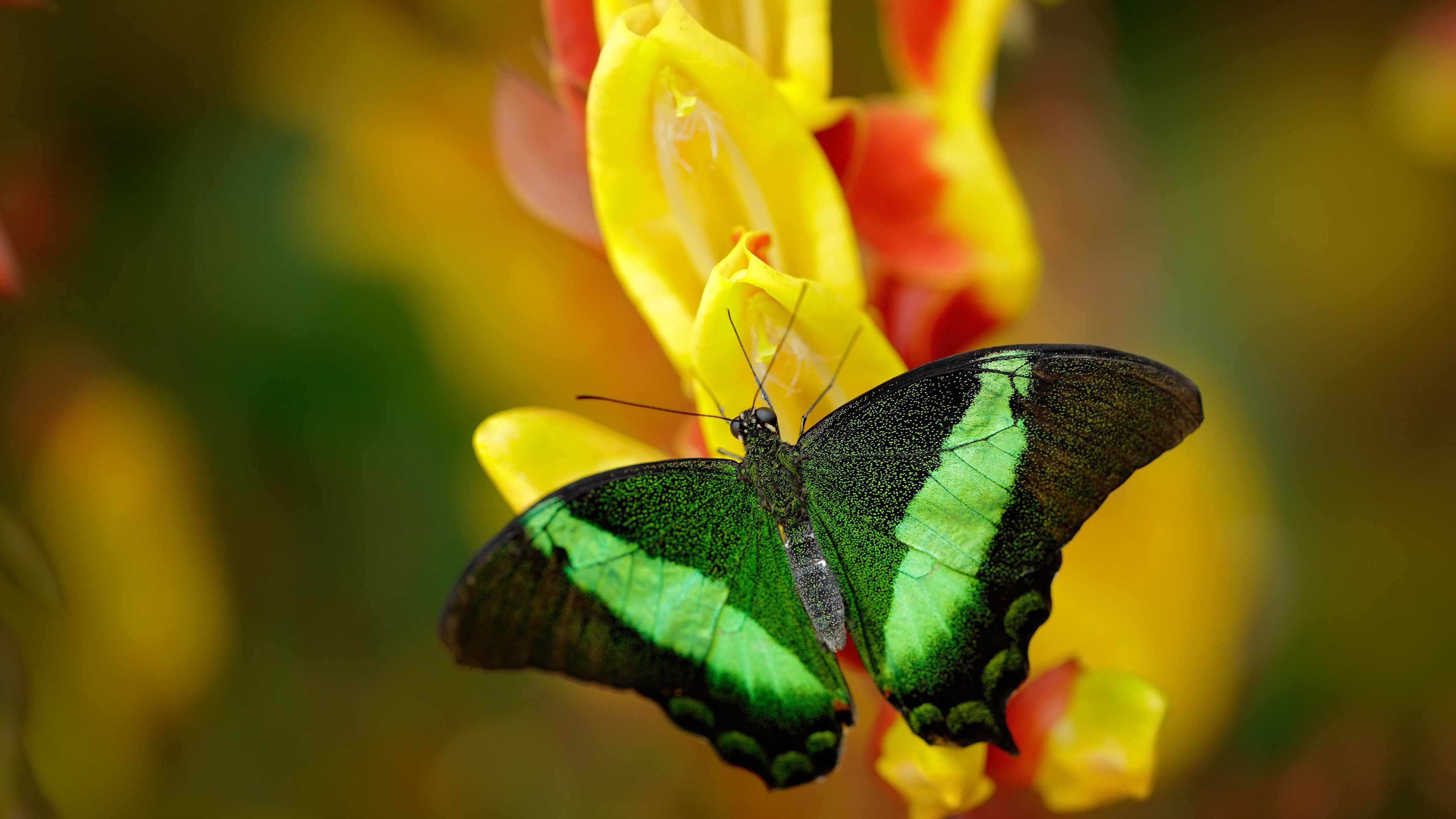 爱游戏数字体验-法甲青训训练中引入非语言表达应对高压情境模拟