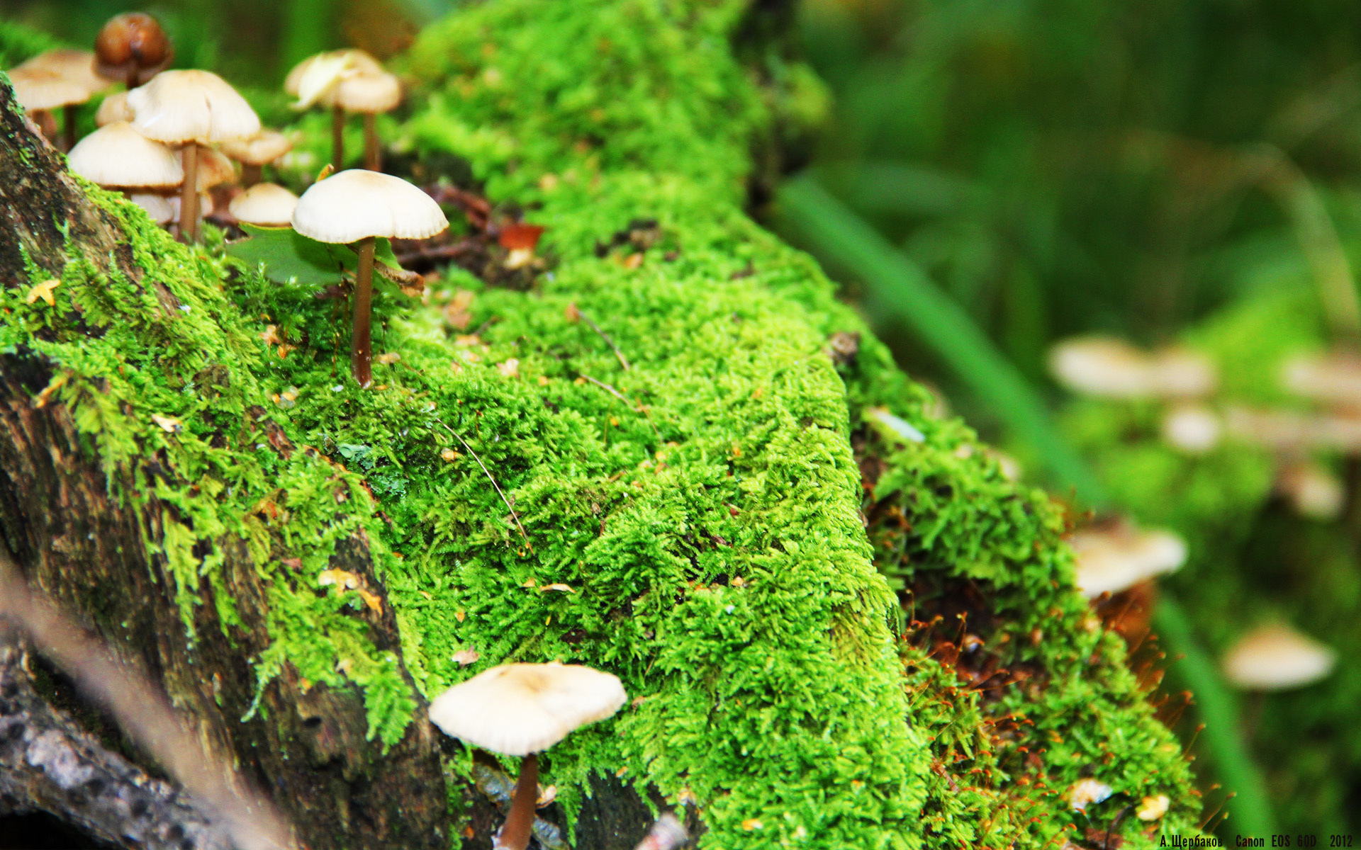 英超球队赛季中期体能负荷动态调整策略,英超球员身体素质