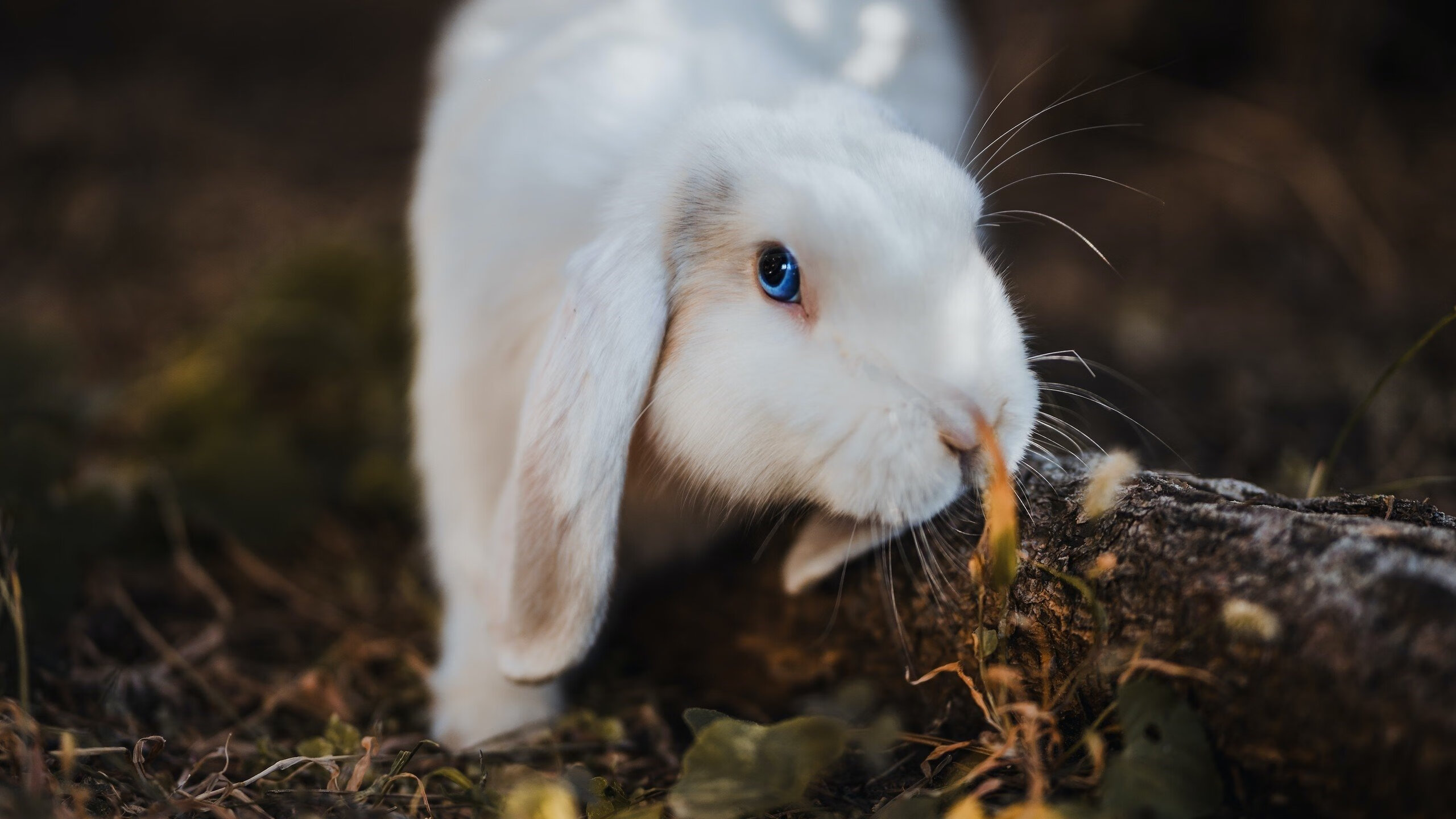 英超球队防守阵型转换对比赛控球率的影响分析,英超攻防转换