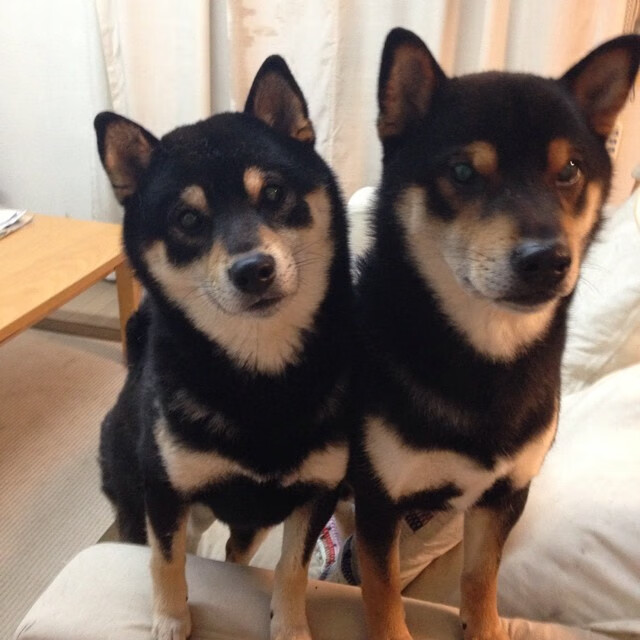 爱游戏体育-中国女篮着眼长远发展 年轻阵容逐步成熟，中国女篮年龄结构