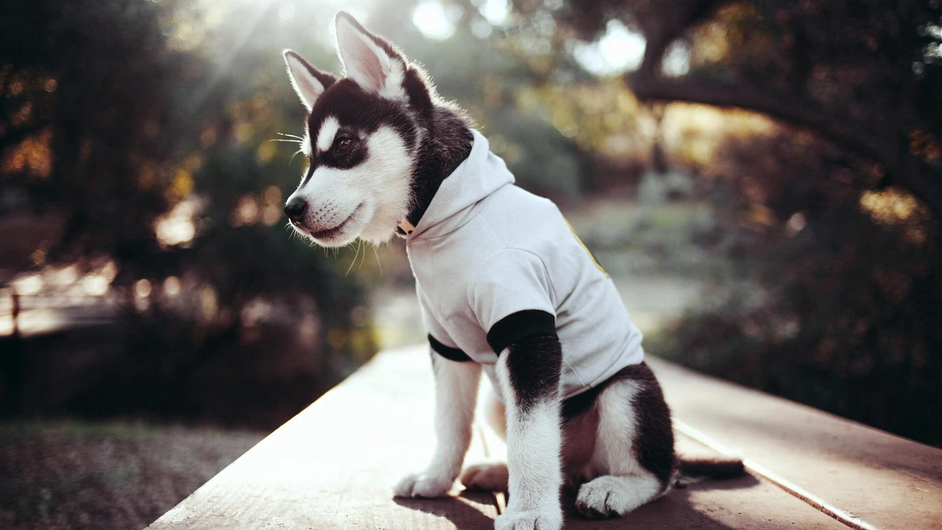 五大联赛球队更换主力阵型频率是否与战绩相关,五大联赛球员变动